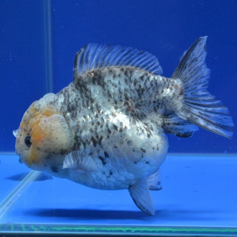 画像1: 中国金魚　銀鱗白虎　ショートートテールオランダ　13cm (1)