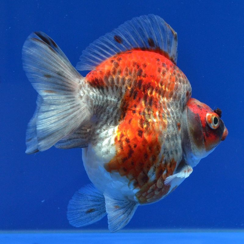 よこはま金魚の中国金魚 キャリコだるま琉金 12cm