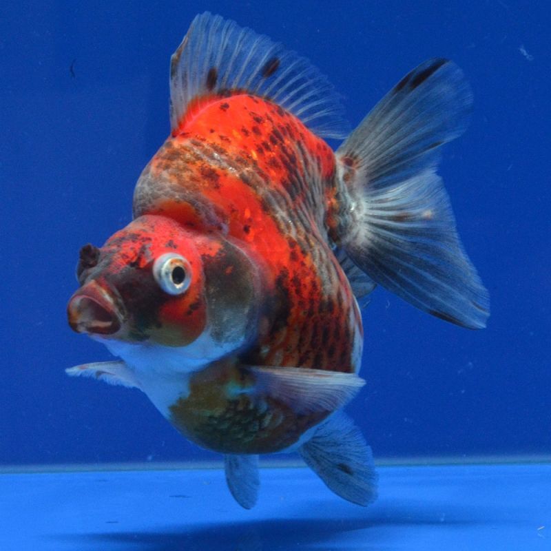 ついに再販開始 金魚 らんちゅう 更紗 １2ｃｍ オス 一点物 Shipsctc Org