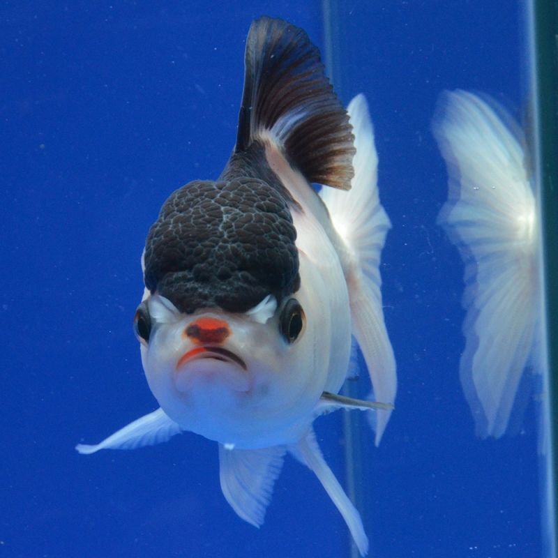 よこはま金魚のタイ産 トリカラーオランダ 12cm