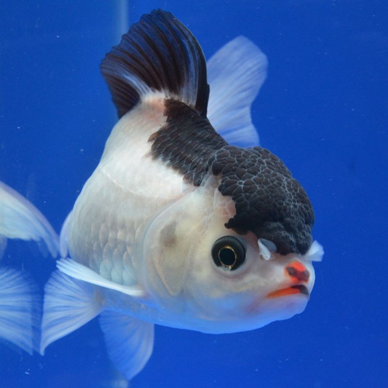 よこはま金魚のタイ産 トリカラーオランダ 12cm