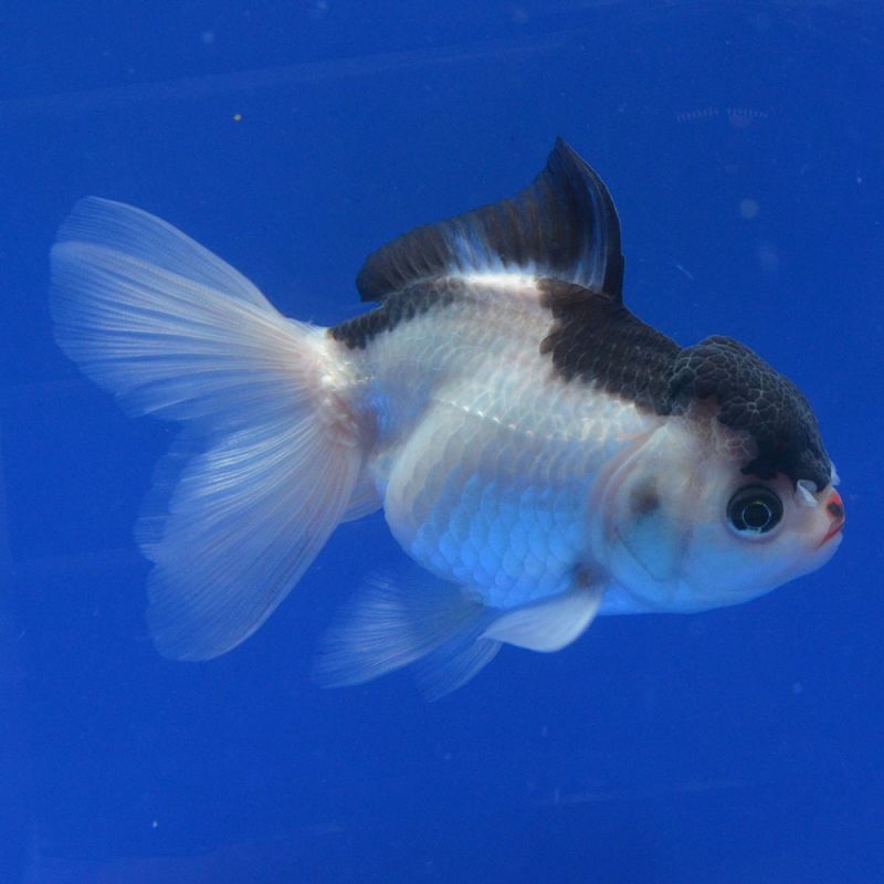 よこはま金魚のタイ産 トリカラーオランダ 12cm