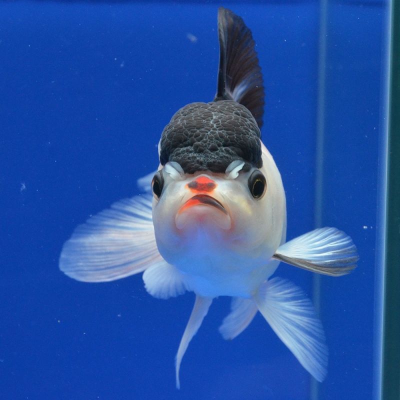 よこはま金魚のタイ産 トリカラーオランダ 12cm