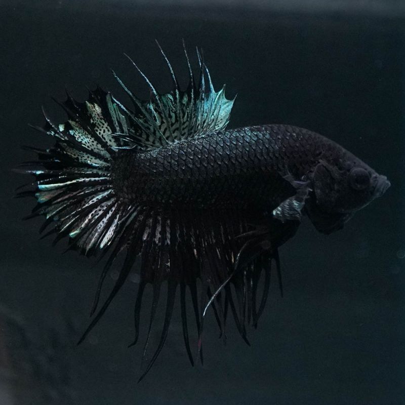 ショーベタ 販売, 闘魚 ベタ 専門店 – QBPSBG