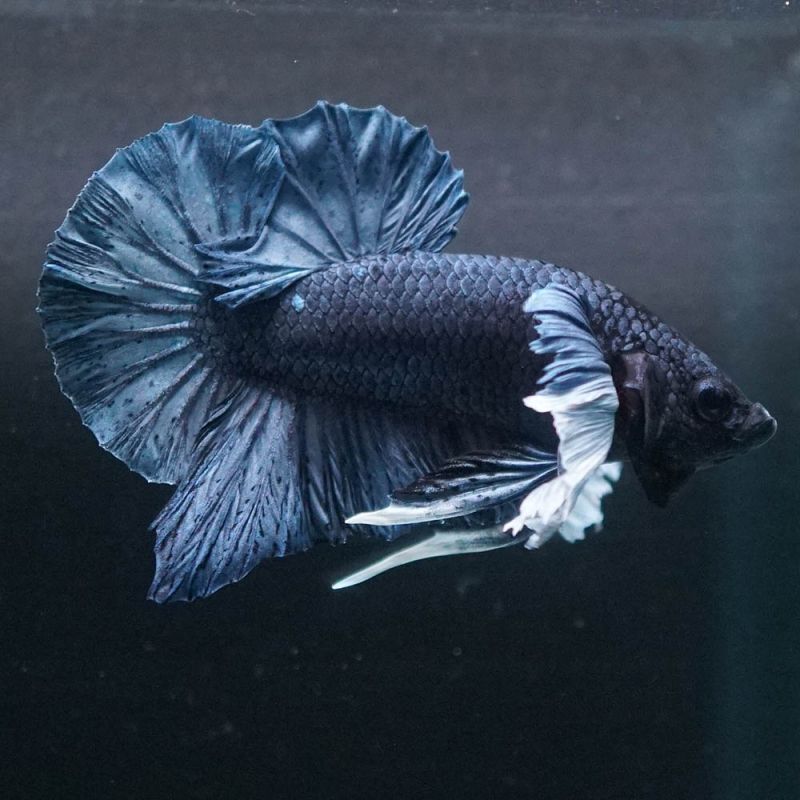 ショーベタ専門店 よこはま金魚hmpk スチールブルーダンボa6274