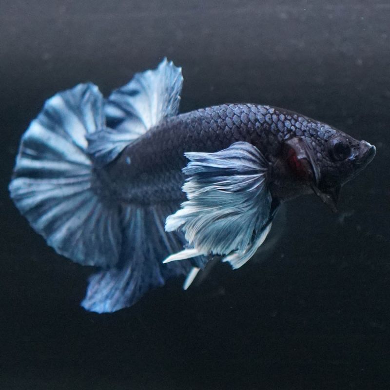 ショーベタ専門店 よこはま金魚hmpk スチールブルーダンボa6274