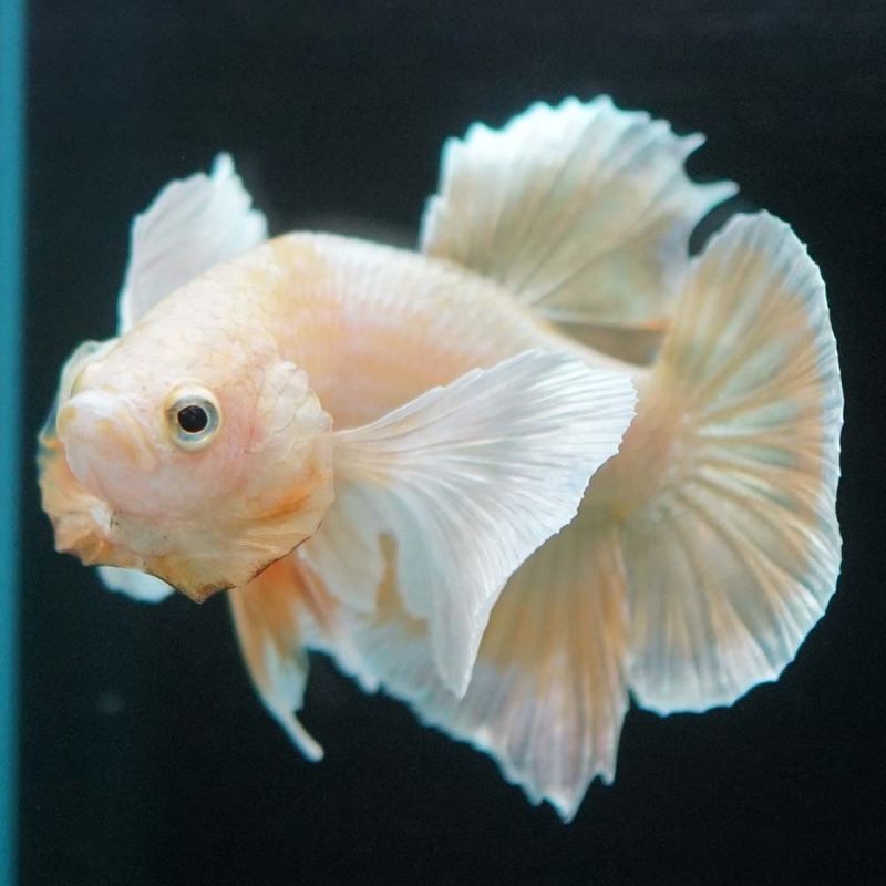 ショーベタ専門店 よこはま金魚hmpk イエローゴールドダンボa6223