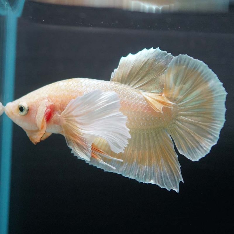 ショーベタ専門店 よこはま金魚hmpk イエローゴールドダンボa6223