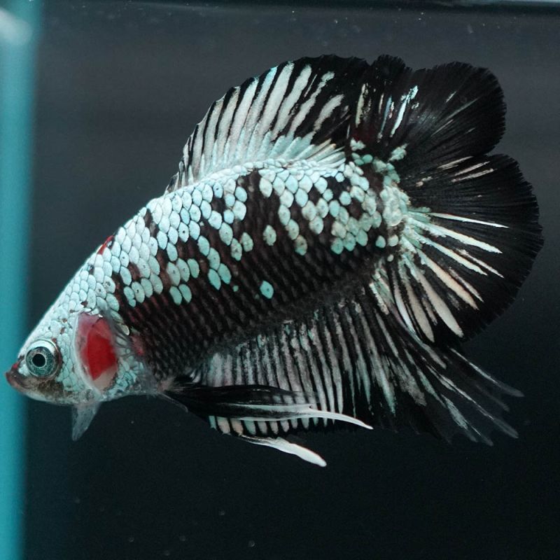 ショーベタ専門店 よこはま金魚dtpk ブラックサムライa6352