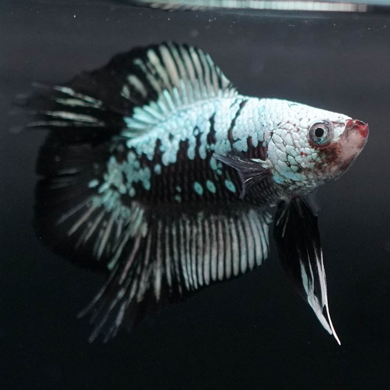 ショーベタ専門店 よこはま金魚dtpk ブラックサムライa6352