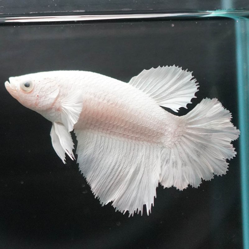 ショーベタ専門店 よこはま金魚HM ホワイト フェザーテール メスa6594