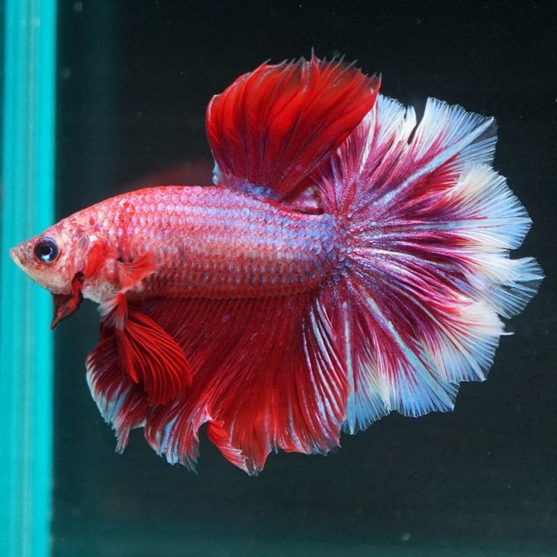 ショーベタ専門店 よこはま金魚HM ラベンダー フェザーテールa6595