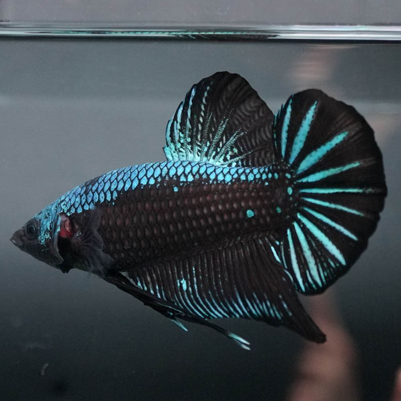 ショーベタ専門店 よこはま金魚GHMPK ブルーブラックサムライa6764