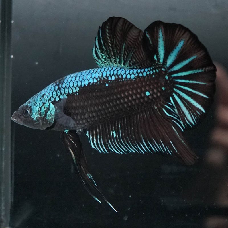 ショーベタ専門店 よこはま金魚GHMPK ブルーブラックサムライa6764