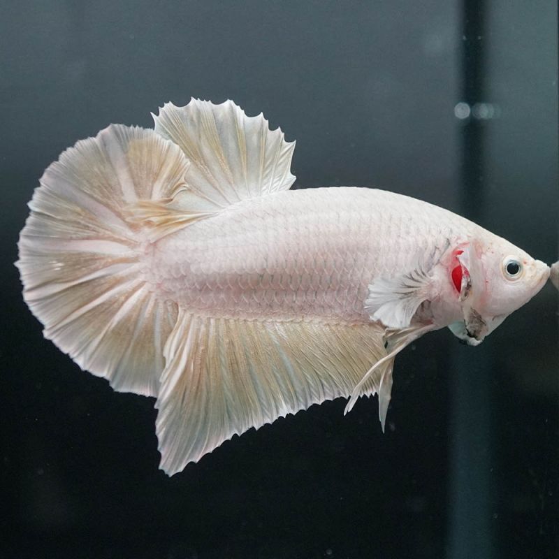 ショーベタ専門店 よこはま金魚GHMPK プラチナイエロードラゴンa6811