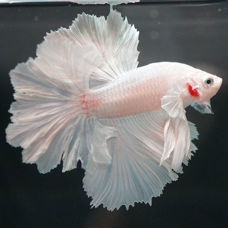 ショーベタ専門店 よこはま金魚HM ホワイト フェザーテールa6885
