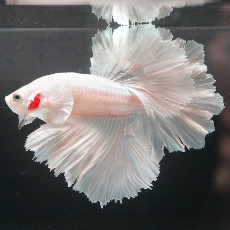 ショーベタ専門店 よこはま金魚HM ホワイト フェザーテールa6885