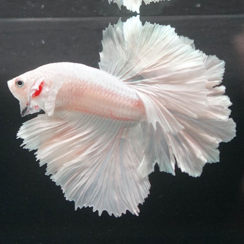 ショーベタ専門店 よこはま金魚HM ホワイト フェザーテールa6885