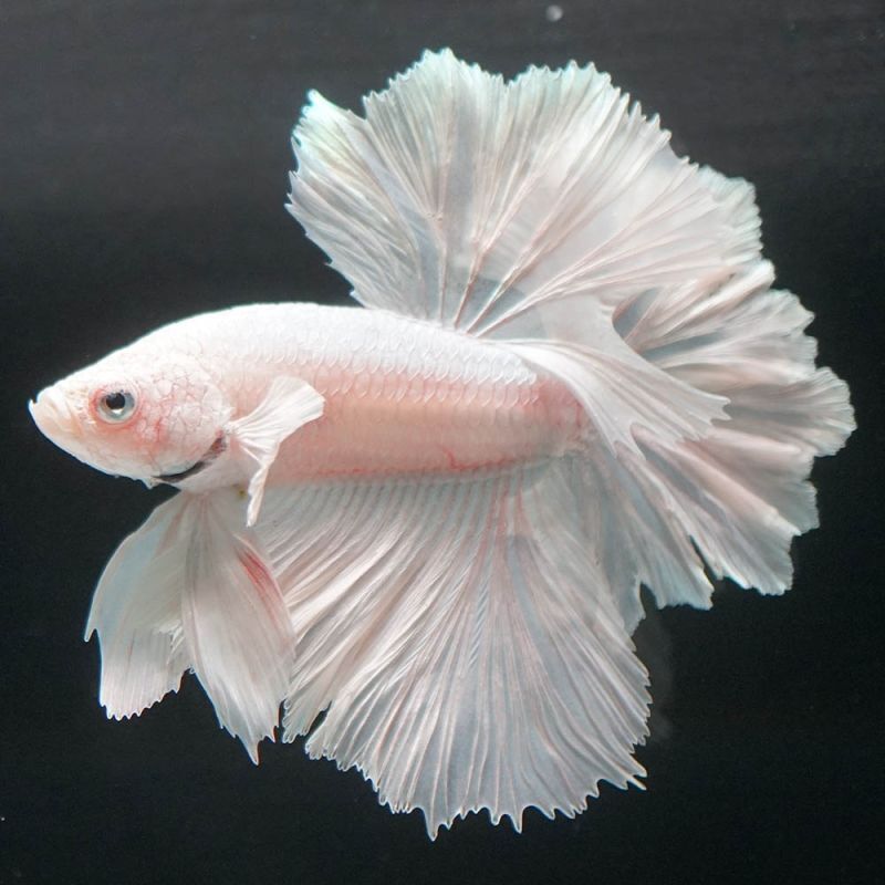 ショーベタ専門店 よこはま金魚HM ホワイト フェザーテールa6885