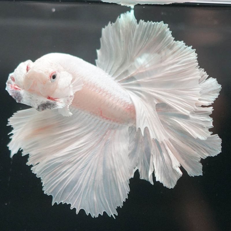ショーベタ専門店 よこはま金魚HM ホワイト フェザーテールa6885