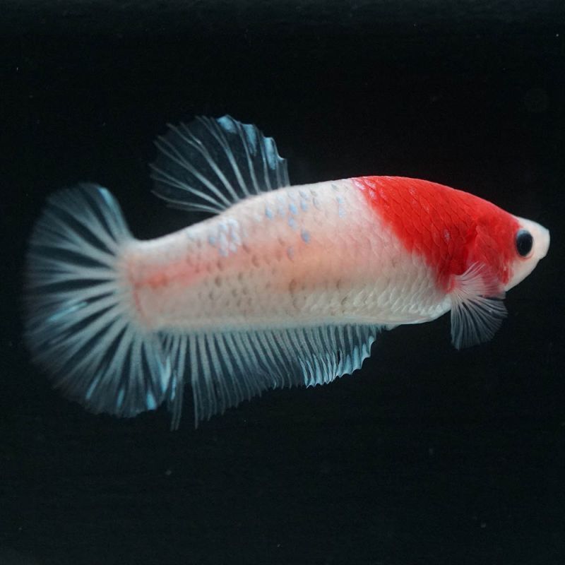 ショーベタ専門店 よこはま金魚GHMPK 丹頂 メスa6950 ショーベタ専門店 よこはま金魚GHMPK 丹頂 メスa6950