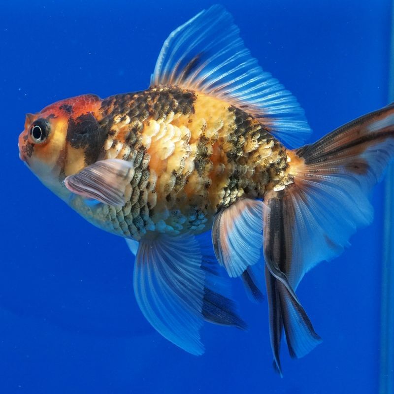 美更紗・宇野系らんちゅう ８匹セット！　京都筋　弐歳　約７cm　動画　●　① 美更紗・３匹セット！宇野系らんちゅう 京都筋 弐歳 ９cm 雌２匹 雄