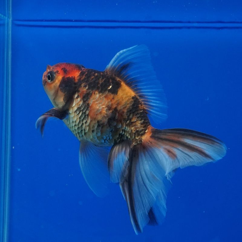 201＜water-flap＞タイ産 オランダシシガシラ　トリカラーパンダショートテール　3匹セット