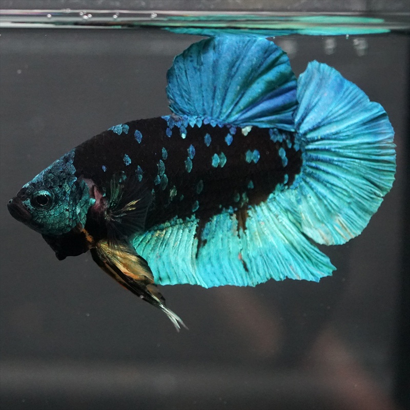 ショーベタ専門店 よこはま金魚GHMPK ブラックスターa9248