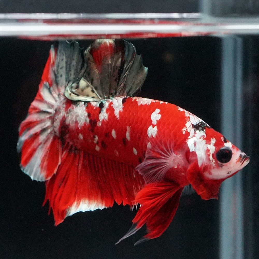 赤いべべ着た 可愛い金魚のようなトップス