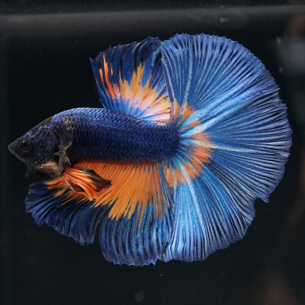 ショーベタ専門店 よこはま金魚HM マスタードa9258