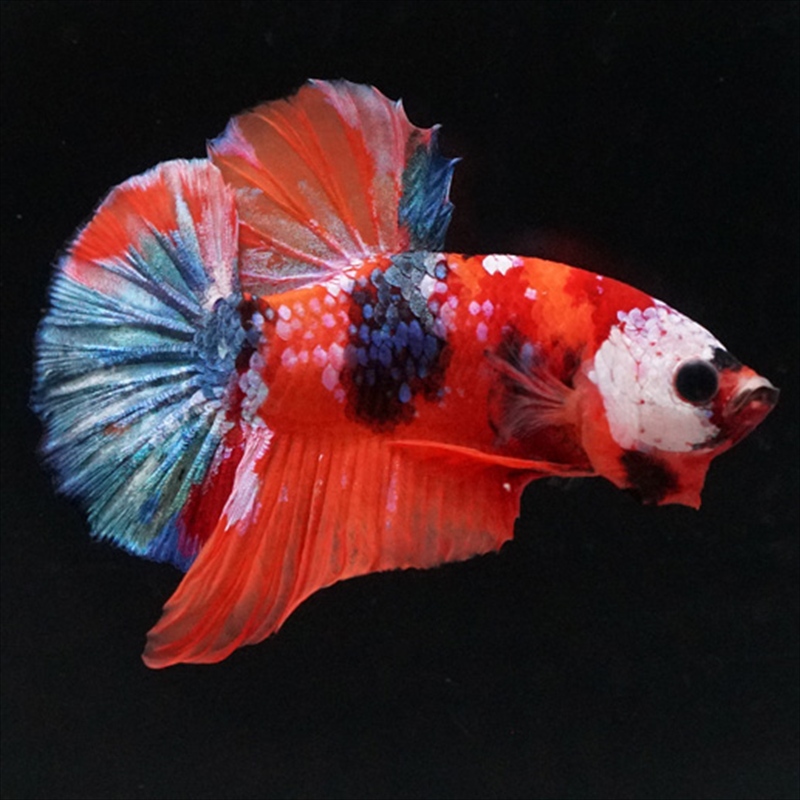 画像3: HMPK キャンディ (3)