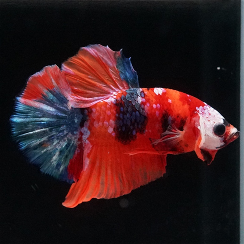 画像5: HMPK キャンディ (5)