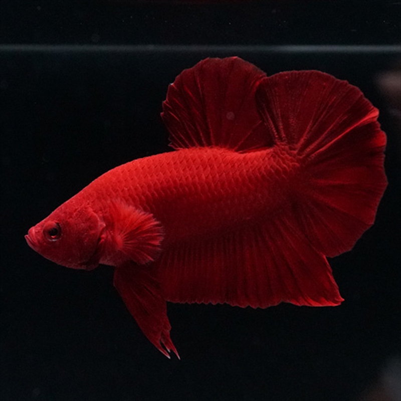 画像3: HMPK ソリッドレッド (3)