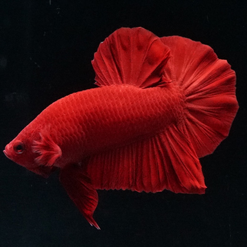 画像1: HMPK ソリッドレッド (1)