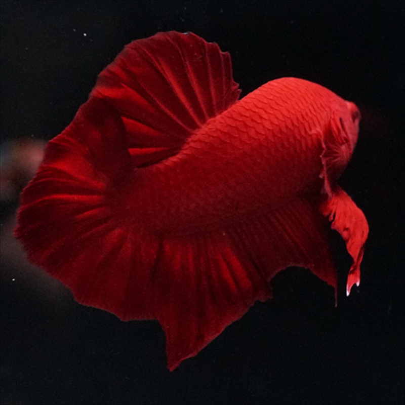 画像9: HMPK ソリッドレッド (9)