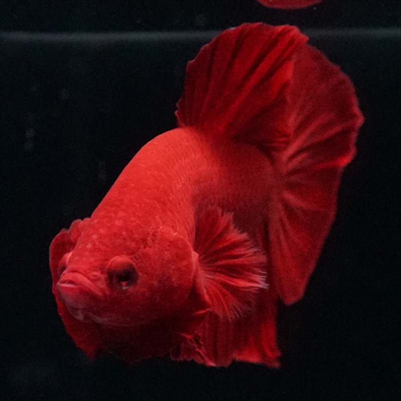 画像11: HMPK ソリッドレッド (11)