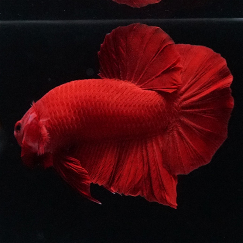 画像12: HMPK ソリッドレッド (12)