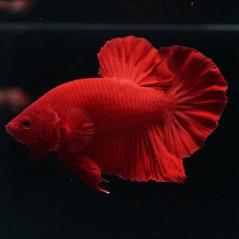 画像13: HMPK ソリッドレッド (13)