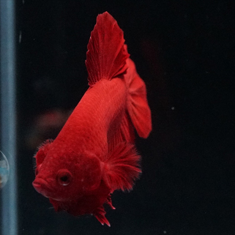 画像14: HMPK ソリッドレッド (14)