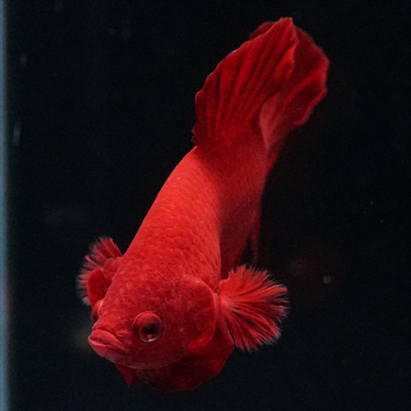 画像15: HMPK ソリッドレッド (15)