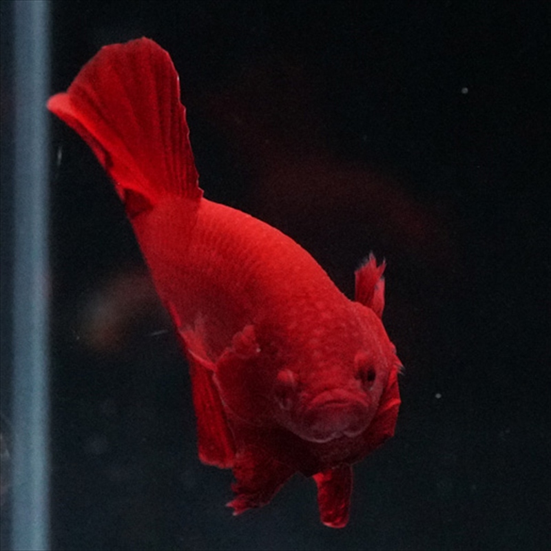 画像17: HMPK ソリッドレッド (17)