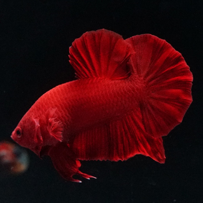 画像18: HMPK ソリッドレッド (18)