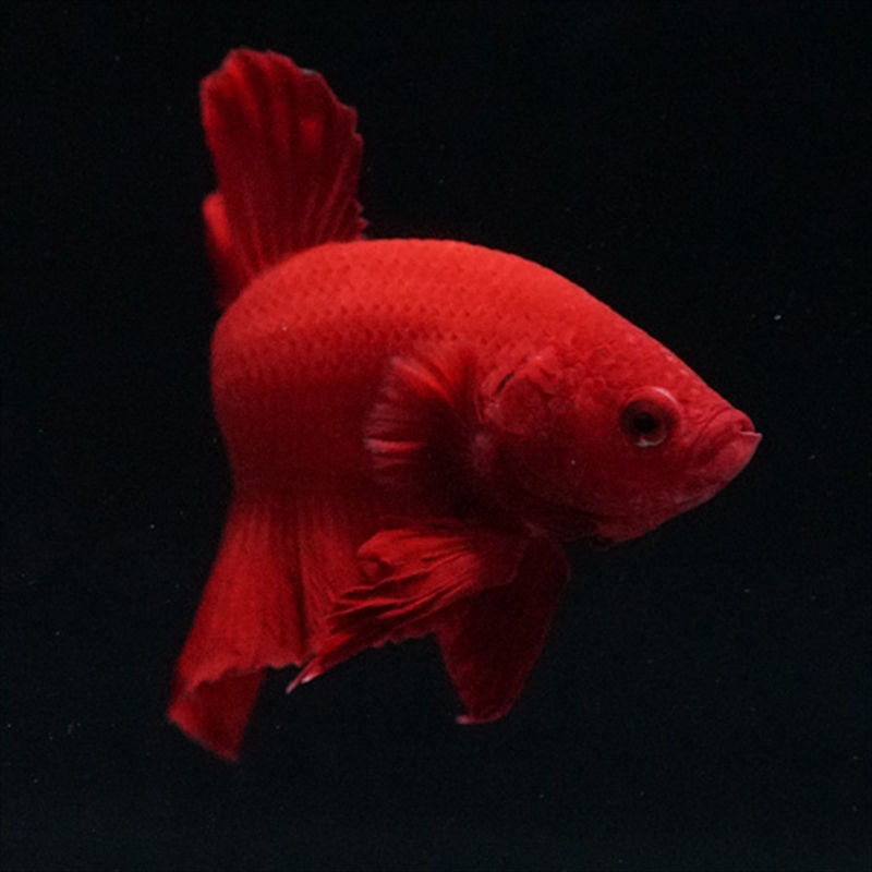 画像19: HMPK ソリッドレッド (19)