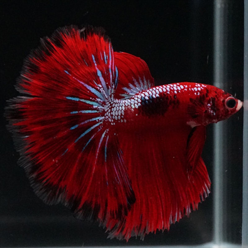 画像1: HM ファンシーレッド (1)