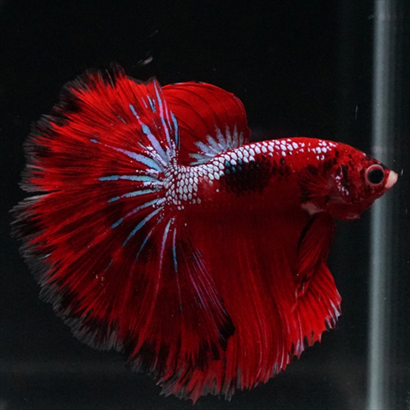 画像2: HM ファンシーレッド (2)