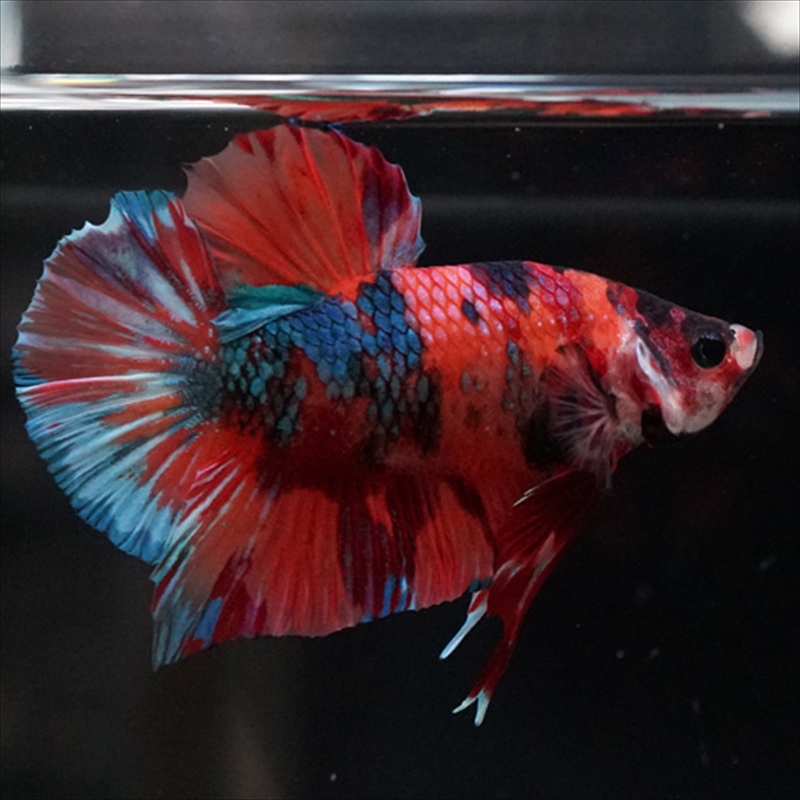 画像2: HMPK  キャンディギャラクシー (2)