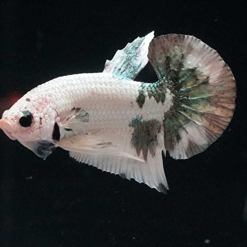 画像1: HMPK  ホワイトカッパー (1)