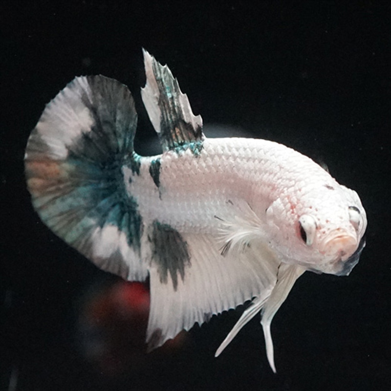 画像2: HMPK  ホワイトカッパー (2)