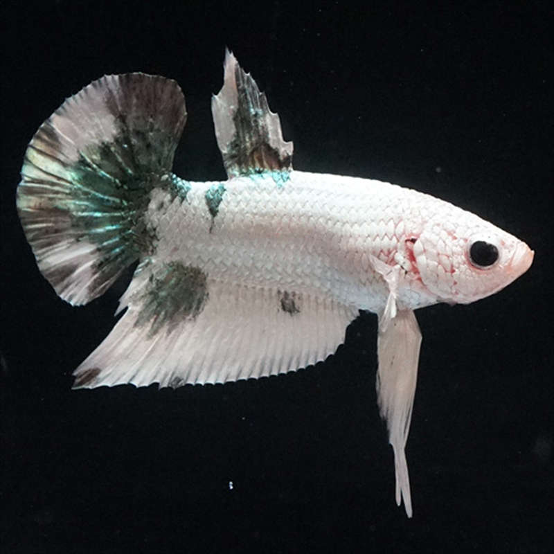 画像3: HMPK  ホワイトカッパー (3)