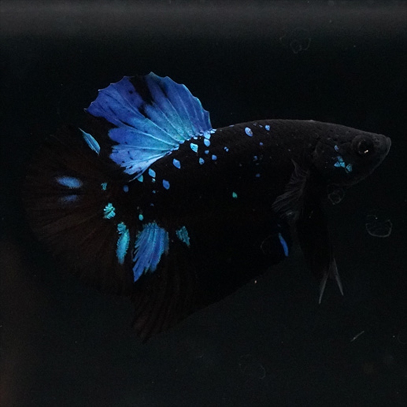 画像1: HMPK ブルーブラックライト (1)